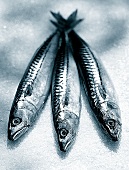 Three mackerel on ice