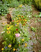 Colourful summer flowers in garden