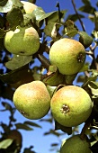 Mollenbusch pears on the tree