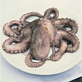 Octopus (Octopus vulgaris) on a plate
