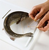Preparing trout