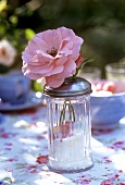 Full-blown rose in a sugar sifter
