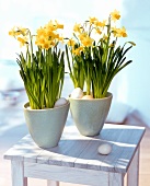 Narcissi in flowerpots surrounded by eggs