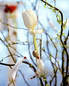 weiße Tulpe in Hängevase am Osterstrauch