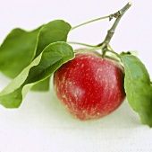 Roter Apfel mit Blättern