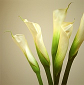 Callas (Arum lilies)