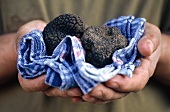 Hand holding black truffle in a kitchen cloth