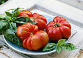 Beefsteak tomatoes and basil on a plate