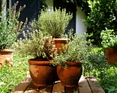 Fresh herbs in large terracotta pots in garden
