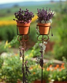 Two pots of lavender on flower stands in garden