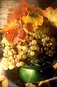 Chasselas grapes (suitable for wine or as table grapes)