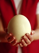 Hands holding an ostrich egg