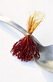 Small bunch of saffron threads on spoon