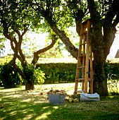 Bowl of apples and a ladder under an apple tree