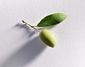 Green olive on stalk with leaf