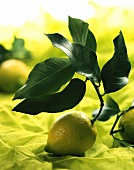 Zitrone mit Zweig und Blättern