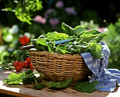 Fresh spinach in a basket