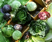 Various types of cabbages
