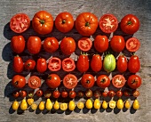 Verschiedene Tomatensorten in Reihe gelegt