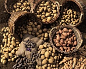Various types of potatoes in baskets