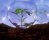 Pflanzenschutz: Junge Pflanze unter Glaskugel