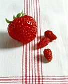 A strawberry and three wild strawberries