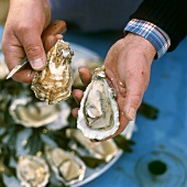 Freshly opened oyster