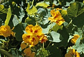 Nasturtiums with flowers in open air
