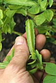 Hand picking goa bean (asparagus pea, Tetragonolobus purpureus)