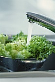 Grüner Salat im Sieb wird unterm Wasserhahn gewaschen