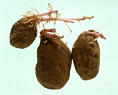 Kartoffeln mit Austrieben auf weißem Untergrund