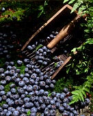 Fresh blueberries with harvesting tool (blueberry rake)