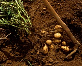 Potato harvest (potatoes with plant and fork)