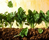 Spinach plants with soil