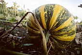 Styrian oilseed pumpkin in the field