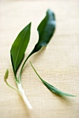 Ramsons (wild garlic) leaf on linen