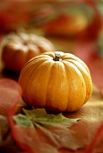 Small orange pumpkin