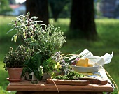 Fresh culinary herbs on table in open air