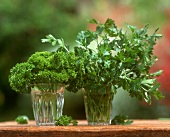 Plain-leaved and curled parsley in glasses of water