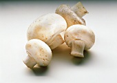 Four white mushrooms