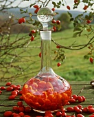 Rose hips infused with schnapps in a carafe
