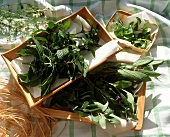 Fresh herbs for drying laid out on a tray