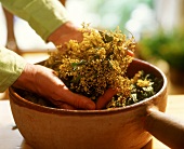 Hands holding dried elderflowers and great plantain