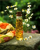 Camomile oil in bottle (classic medicinal and skin care remedy)