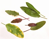 Various sage leaves on white background