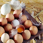 Still life with eggs and feathers