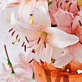 Lilies in vase