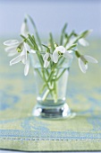 Snowdrops in glass