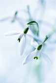 Snowdrops