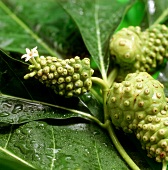 Noni fruits with flower on the plant